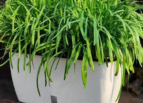 韮菜棚种植方法（大棚韭菜种植技术）