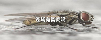 ​苍蝇为什么那么聪明 苍蝇有智商