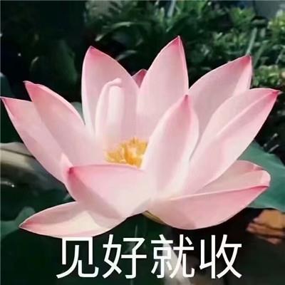 佛系莲花朋友圈带字表情包图片 心平气和四大皆空佛系微信表情包