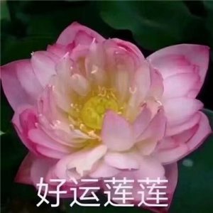 ​佛系莲花朋友圈带字表情包图片 心平气和四大皆空佛系微信表情包