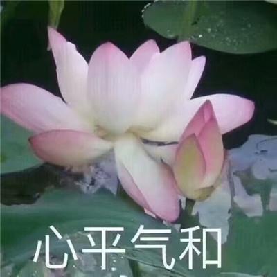 佛系莲花朋友圈带字表情包图片 心平气和四大皆空佛系微信表情包