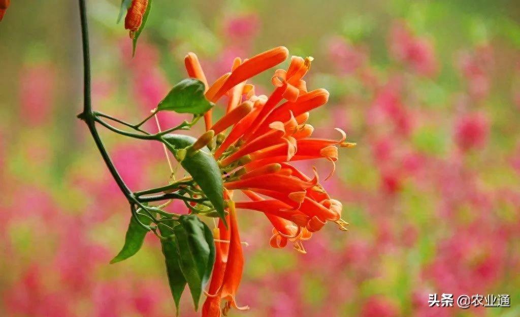 每日一花（鞭炮花）