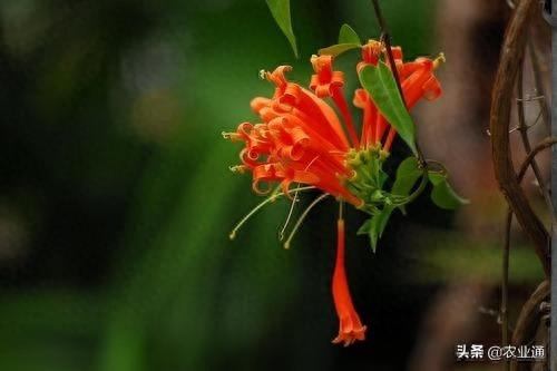 每日一花（鞭炮花）