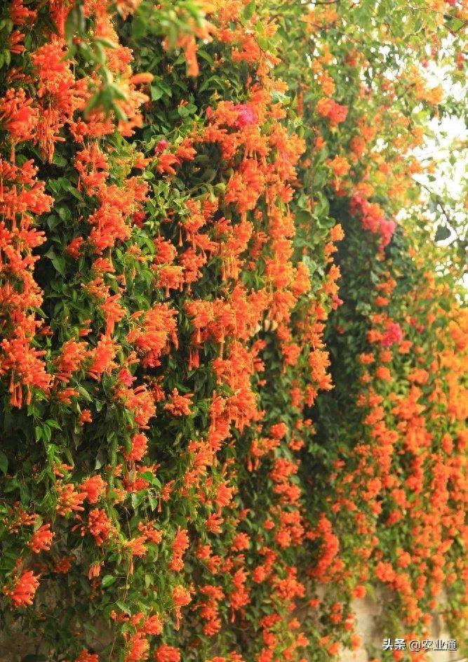 每日一花（鞭炮花）